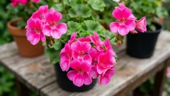 Pelargonien richtig pflegen: 5 Schritte für volle Blüten auf Balkon und Fensterbrett
