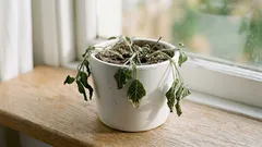 Wassermangel bei Pflanzen erkennen: 10 klare Anzeichen und was du sofort tun kannst