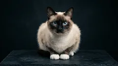 Außenseiter unter Katzen: 5 Schönheiten, die selten ausgewählt werden